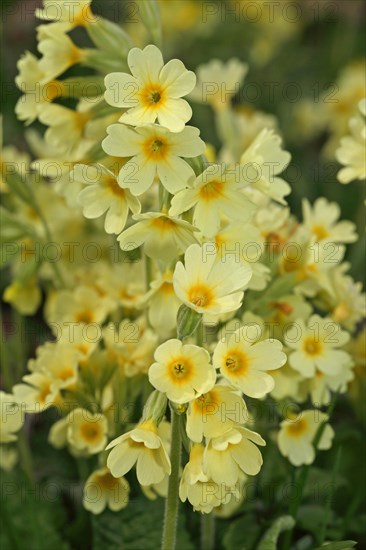 Forest Cowslip