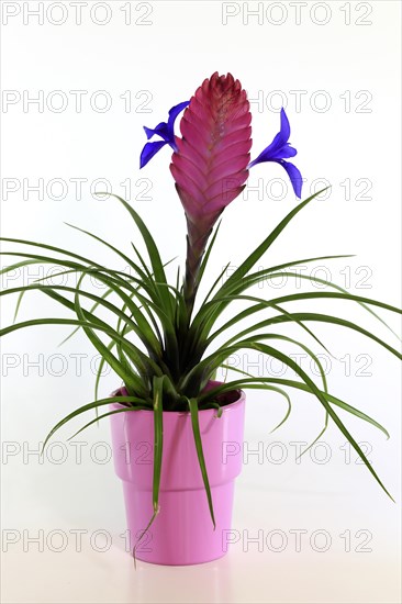 Ball moss blue tillandsia