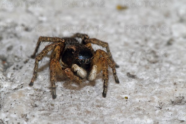 Jumping spider