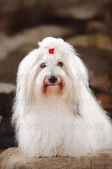 Coton de Tulear