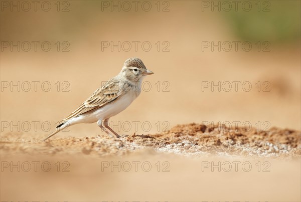 Greater greater short-toed lark