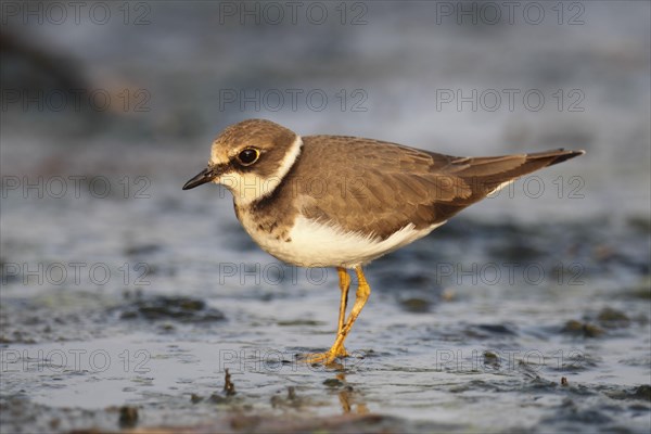 Little ringed plover