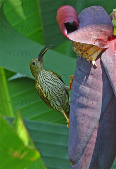 Streaked Spiderhunter