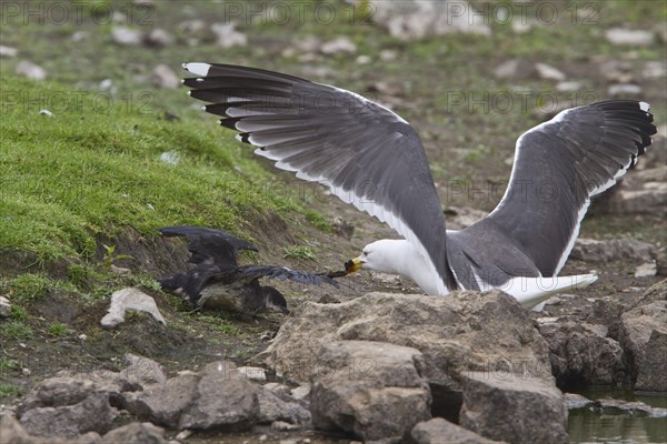Lesser Black Backed Gull attacks Manx Shearwater