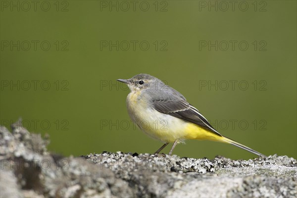 Grey wagtails