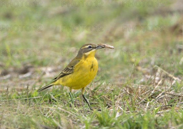 Yellow Wagtail