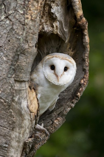 Common barn owl