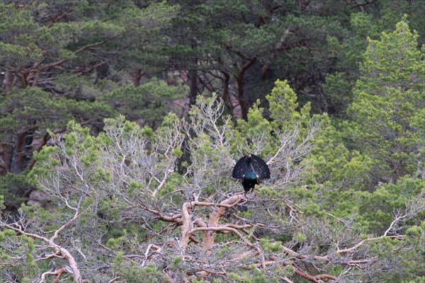 Western Capercaillie