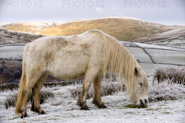 Fur pony