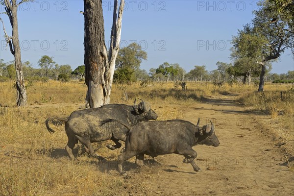 African Buffalo