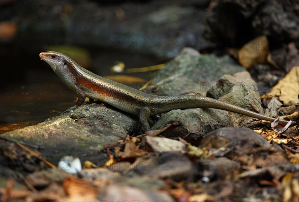 Mabuya multifasciata