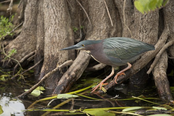 Green Heron