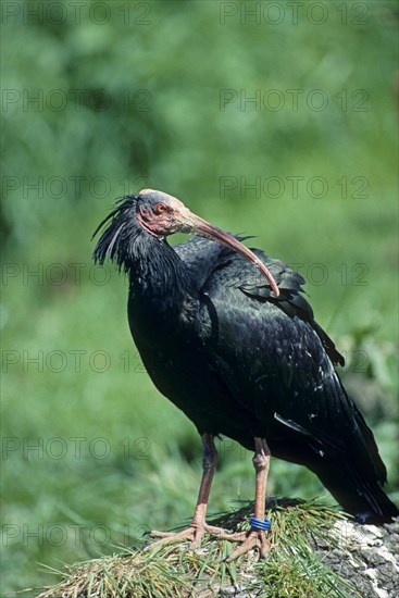 Bald Ibis