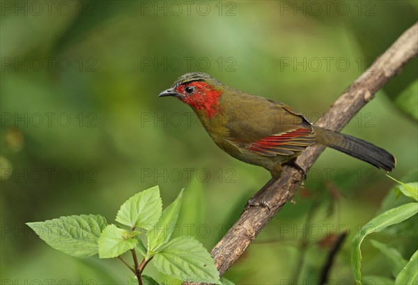 Red-faced Liocichla