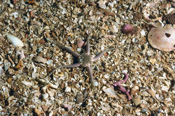 Large brittlestar