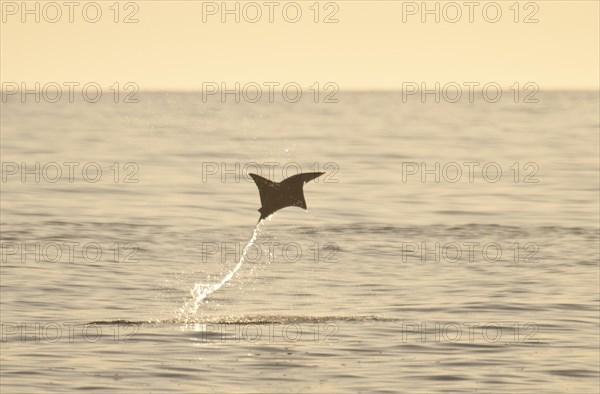 Mobula Ray