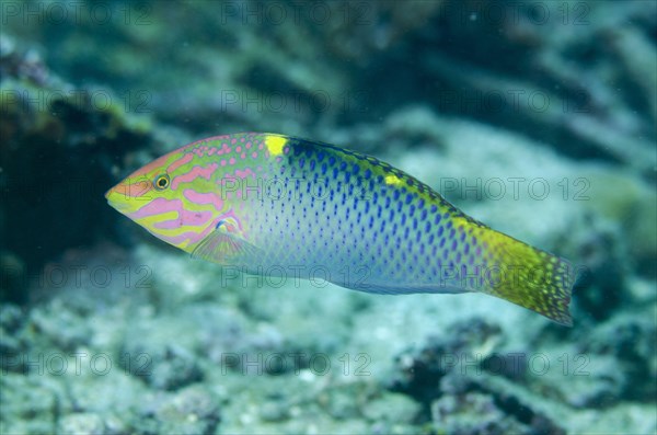 Checkerboard Wrasse