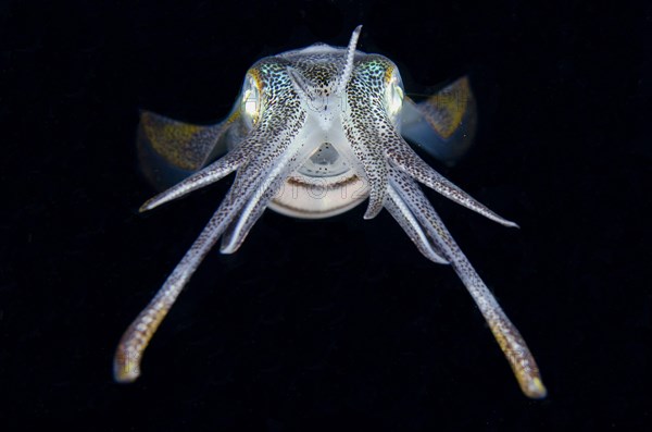 Bigfin reef squid