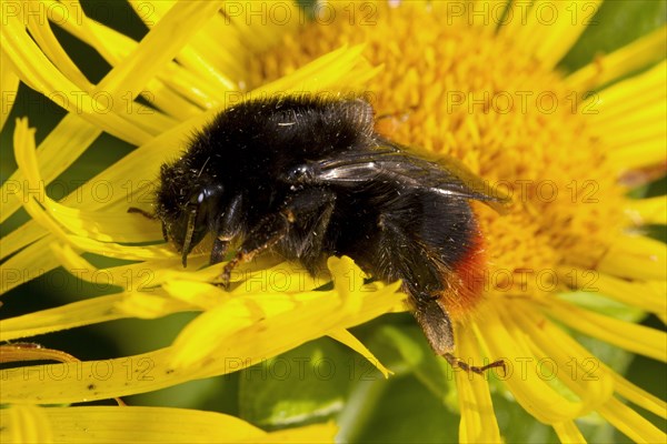 Red-shanked bumblebee