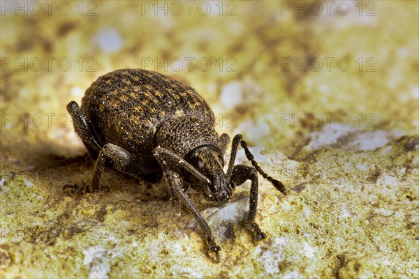 Black Vine Weevil