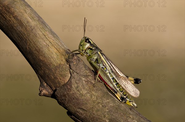 Large marsh grasshoppers