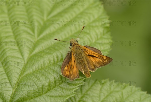 Great large skipper