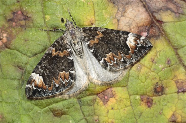 Dark Marbled Carpet