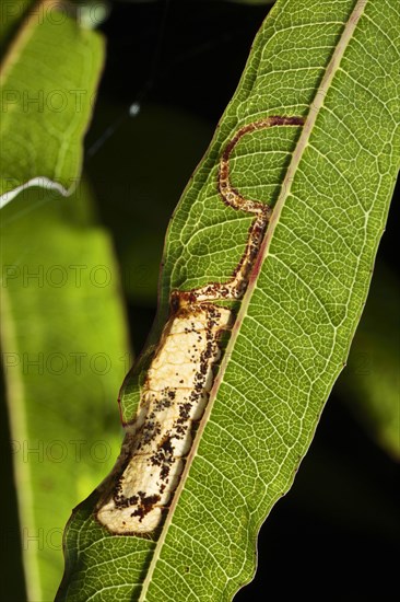 Leafminer moth