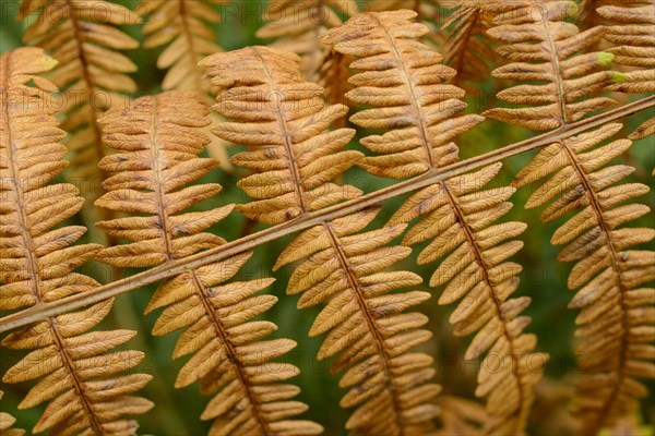 Male Fern