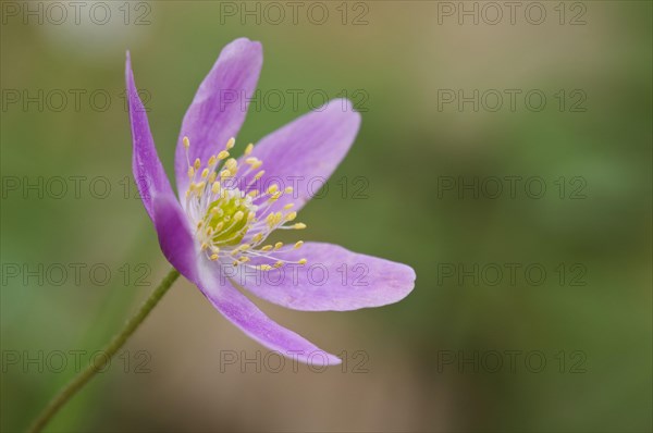 Wood Anemone