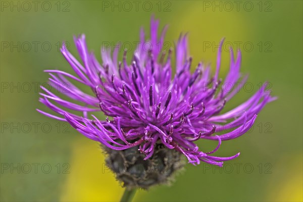 Greater greater knapweed
