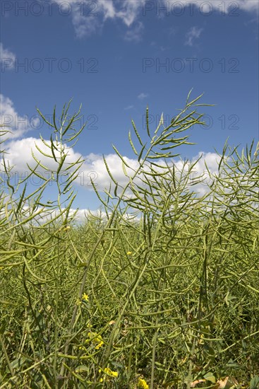 Oilseed Rape