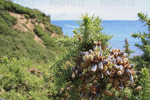 Common Gorse