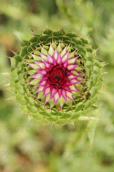 Musk Thistle