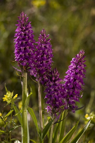 Southern Marsh Orchid