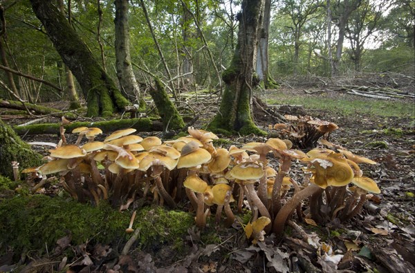 Honey Fungus