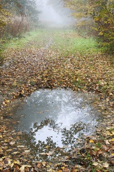 Puddle and fallen leaves on woodland path