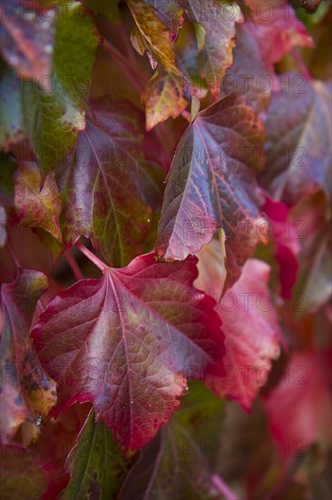 Japanese Creeper