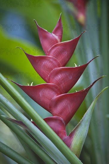 Heliconia