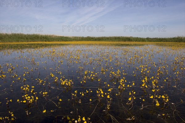 Common Bladderwort