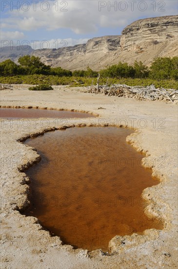 View of the salt basin habitat on the south coast