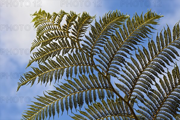 Leaf tree fern