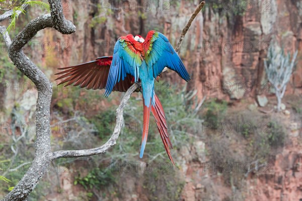 Playful Red-and-green Macaws