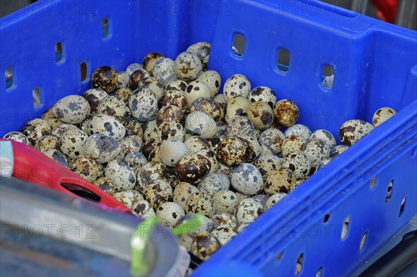 Quail eggs at Thai market