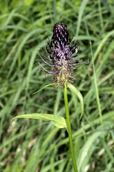 Creeping Devil's Claw