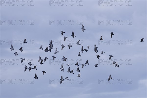 Domestic Pigeons