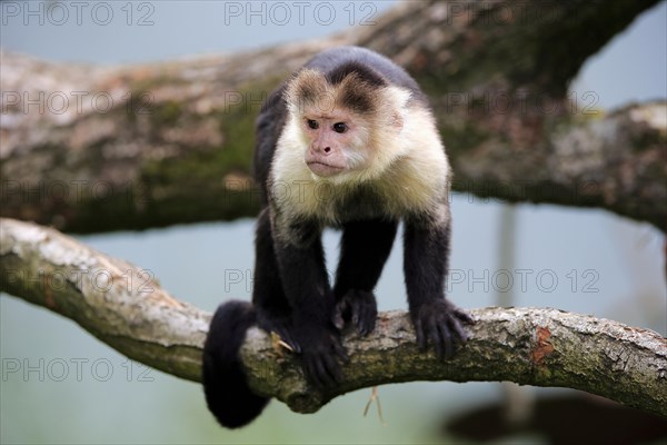 White Headed Capuchin