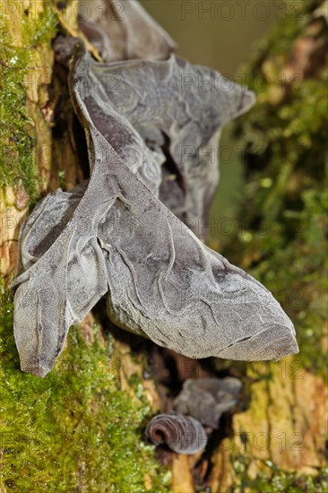 Jew's ear