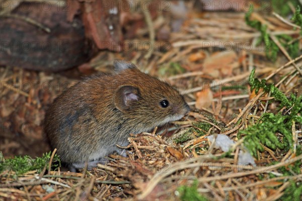 Red-backed vole