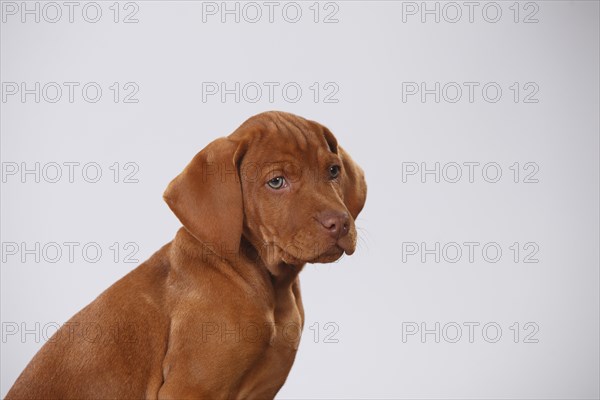 Shorthaired Hungarian Pointing Dog